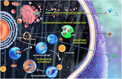 Facets of Autophagy Based Unconventional Protein Secretion–The Road Less Traveled